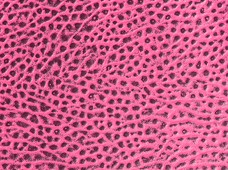 Boca Pink