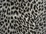 Cheeta