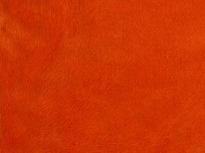 Fluffy Orange