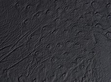Ostrich Black
