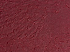 Ostrich Burgundy
