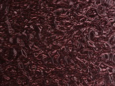 Ricco Maroon