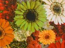 Sleek Floral Orange